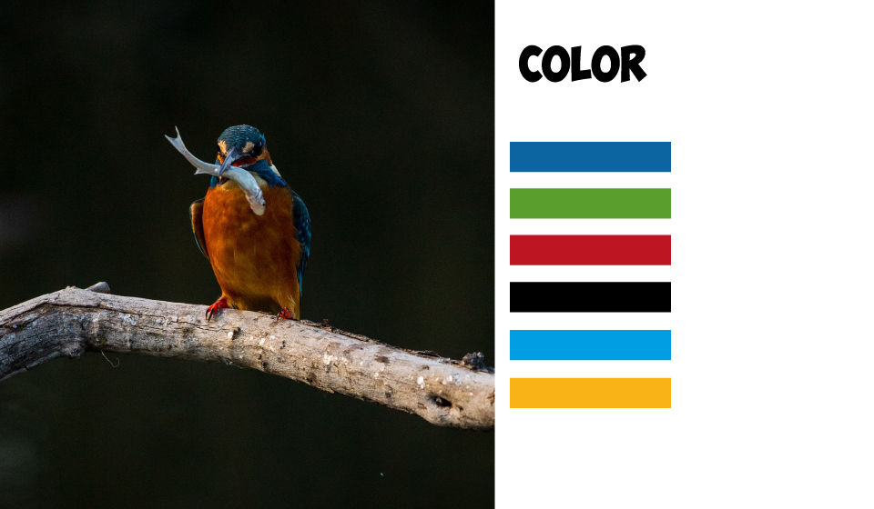 La Casa Degli uccelli